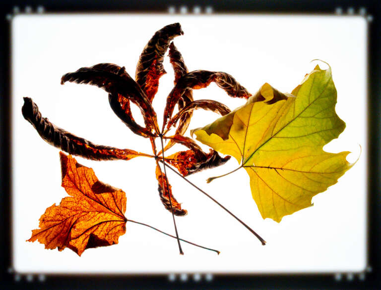 VHS-Fotoworkshop – <br> Bewegte Stillleben