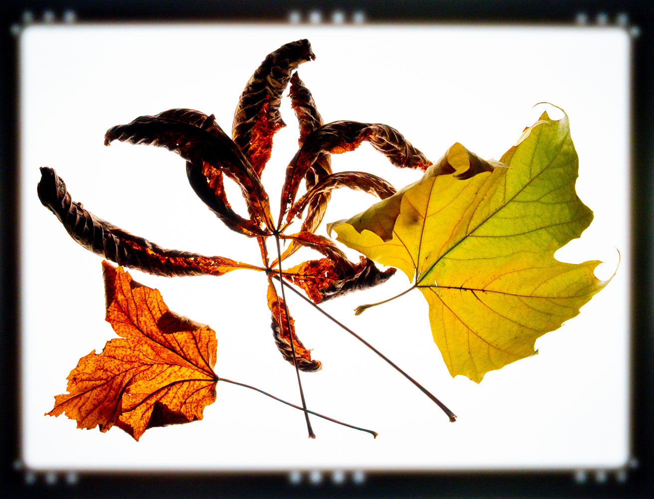 VHS-Fotoworkshop – Bewegte Stillleben